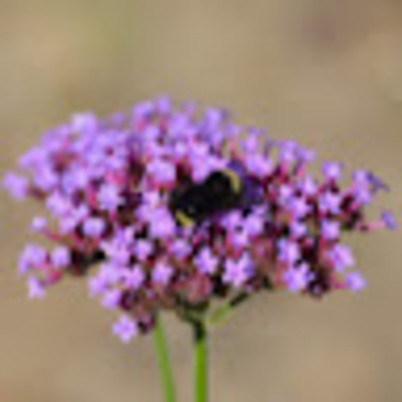 Meet your Posher, Lauren - Picture 1 of 1